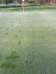 Long Putt for Birdie