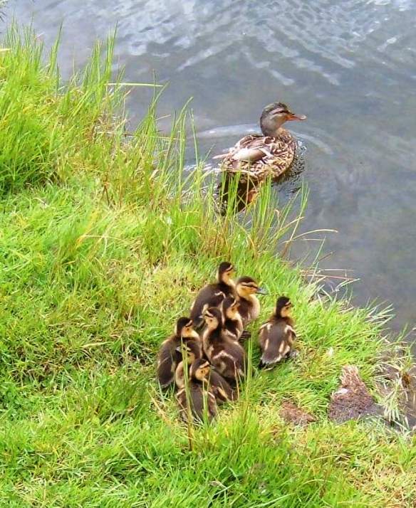 ducklings