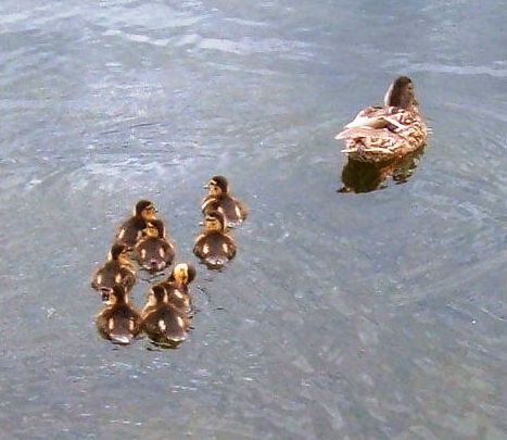ducklings1
