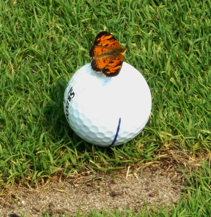 butterfly on ball1